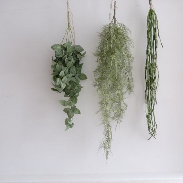 Ripsalis / リプサリス