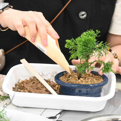 自由が丘店ワークショップレポート 　  #13 盆栽鉢植え体験　