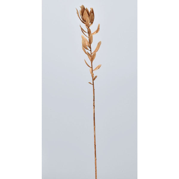 Ryukadendron Spray / リューカデンドロン スプレー