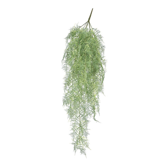 Asparagus Fern Hunging Bush / アスパラガス ファーン ハンギング ブッシュ